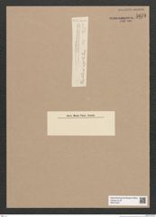 Diatomeae indet. Zeichnungen Sammlung Grunow Nr. 5879 (NHMW-BOT-W0374327)